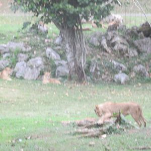 african lions zoologico nacional