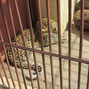 african leopard cub zoologico nacional