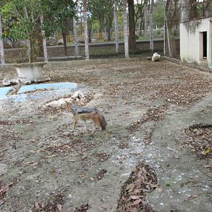 jackal exhibit zoologico nacional