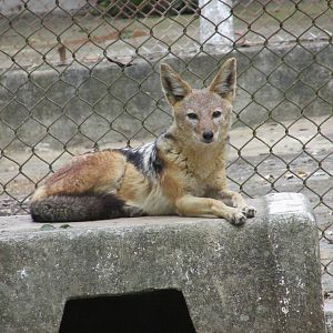 black backed jackal zoologico nacional