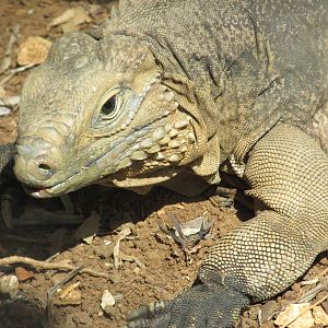 cuban iguana zoologico nacional