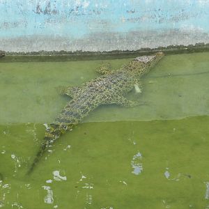 cuban crocodile zoologico nacional