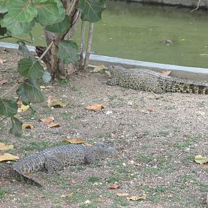 cuban crocodile zoologico nacional