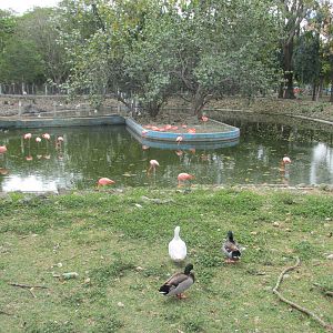 flamingos and ducks zoologico nacional