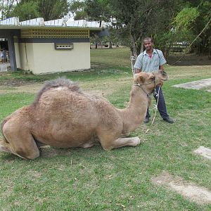 dromedary camel and trainer zoologico nacional