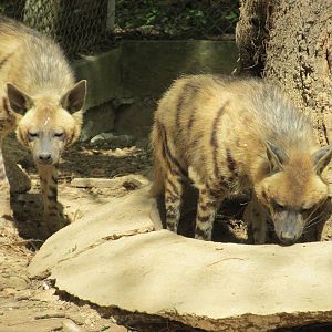 striped hyena zoologico nacional