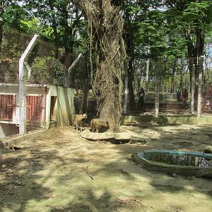 striped hyena exhibit zoologico nacional
