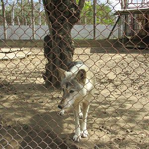 canadian grey wolf zoologico nacional