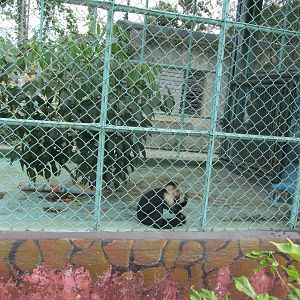 capuchin monkey exhibit zoologico nacional
