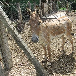 Kulan Zoologico Nacional