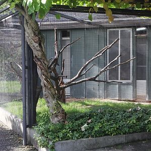 Nestor meridionalis aviary