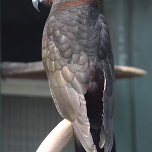 Kaka (Nestor meridionalis septentrionalis), October 2014