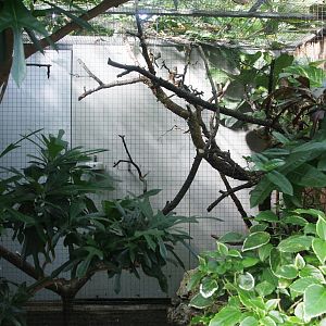 Brown-headed Kingfishers (Halcyon albiventris) aviary