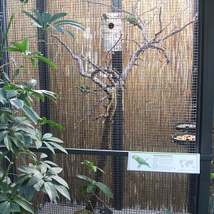 Barred Parakeets aviary