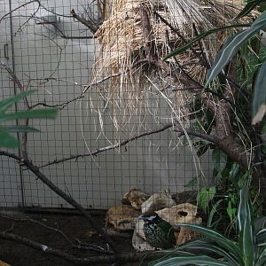 White-eared Catbird aviary