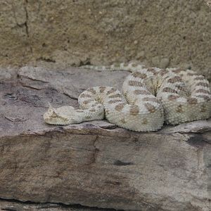 Desert Horned Viper (Cerastes cerastes), October 2014