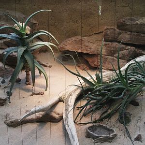 Desert Horned Vipers enclosure