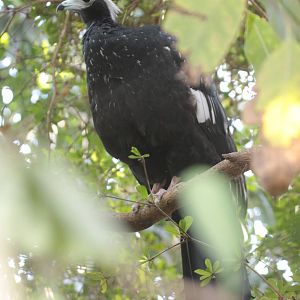 Blue-throated Piping Guan (Pipile cumanensis), October 2014