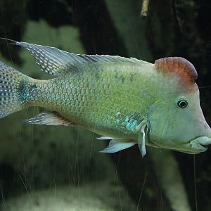 Redhump Eartheater (Geophagus steindachneri)