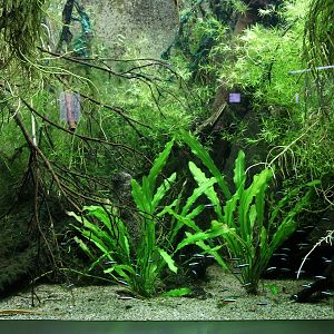 One of small aquarium with South American Fishes
