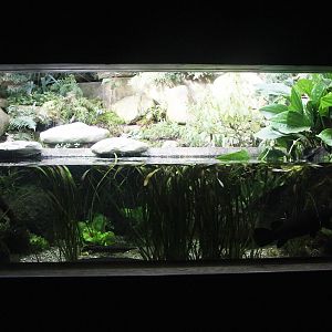 Aquarium with few species of North American Gars