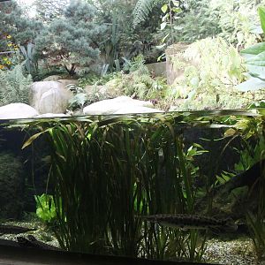 Aquarium with few species of North American Gars