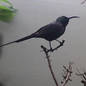 Tacazze Sunbird (Nectarinia tacazze) male