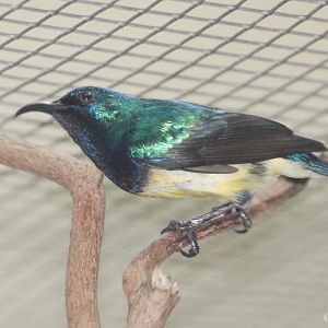 Variable Sunbird (Cinnyris venustus) male, October 2014