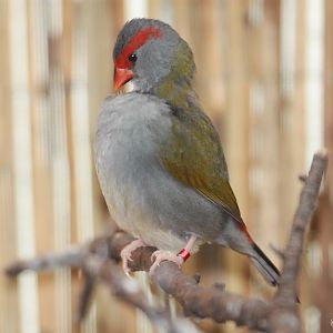 Red-browed Finch (Neochmia temporalis), October 2014