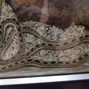 African Egg-eating Snake (Dasypeltis scabra), October 2014