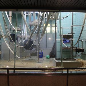 One of enclosures for Orangutans, October 2014