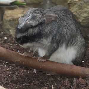 Plains Viscacha (Lagostomus maximus), October 2014