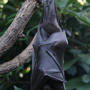 Flying Fox (Pteropus vampyrus), October 2014