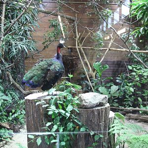 One of two aviarys for Congo Peacocks, October 2014