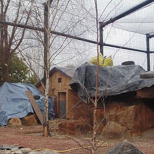 Wallaby enclosure progress