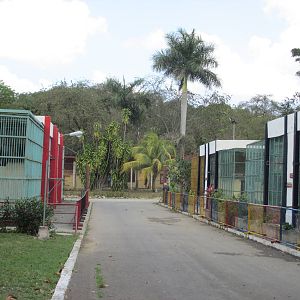 primate area zoologico nacional