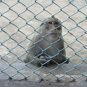 crab eating macaque zoologico nacional