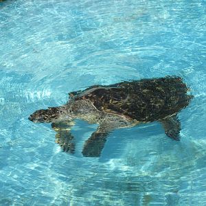 hawksbill turtle acuario nacional