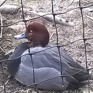 is this a redheaded duck?
