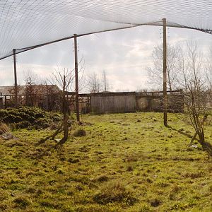 Canada lynx exhibit : Hamerton : 07 Mar 2015