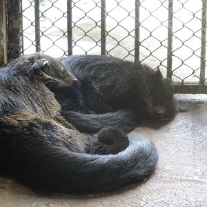 binturong zoologico nacional