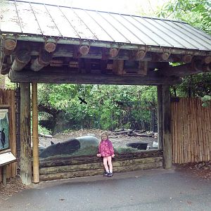 Malayan Tapir Exhibit