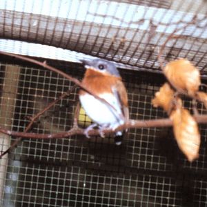 Chestnut wattle eye female