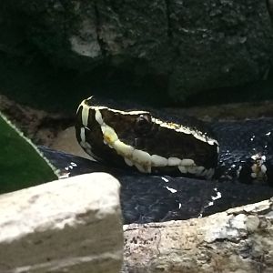 Taylor's Cantil (Agkistrodon bilineatus taylori)