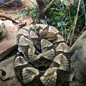 Snorkel-nosed Viper (Deinagkistrodon acutus)