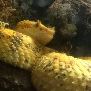 Eyelash Viper (Bothriechis schlegelii)