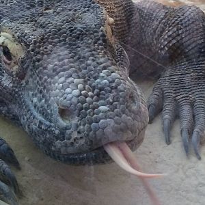 Komodo Dragon (Varanus komodoensis)