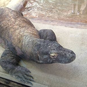 Komodo dragon (Varanus komodoensis)