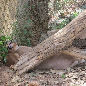 Caracal zoologico nacional