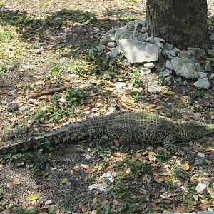cuban crocodile havana zoo
